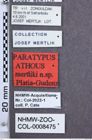 Etikette zu Athous (Orthathous) mertliki (Platia & Gudenzi, 2002) (NHMW-ZOO-COL-0008475)